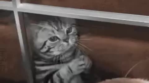 Cute Cat Gif