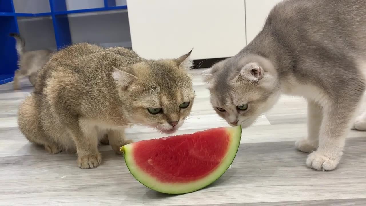 Funny Cats Eating Watermelon🍉🤣