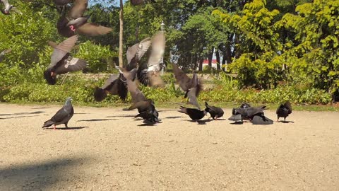 Feed the pigeons