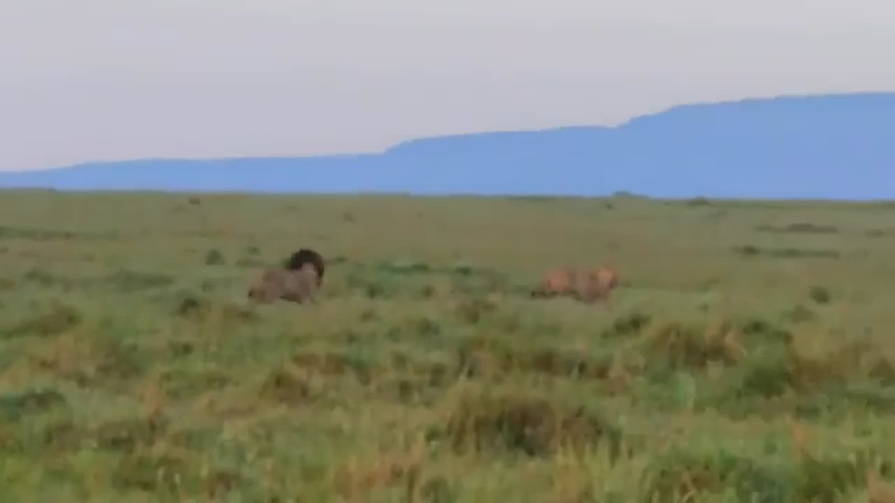 Lion chasing