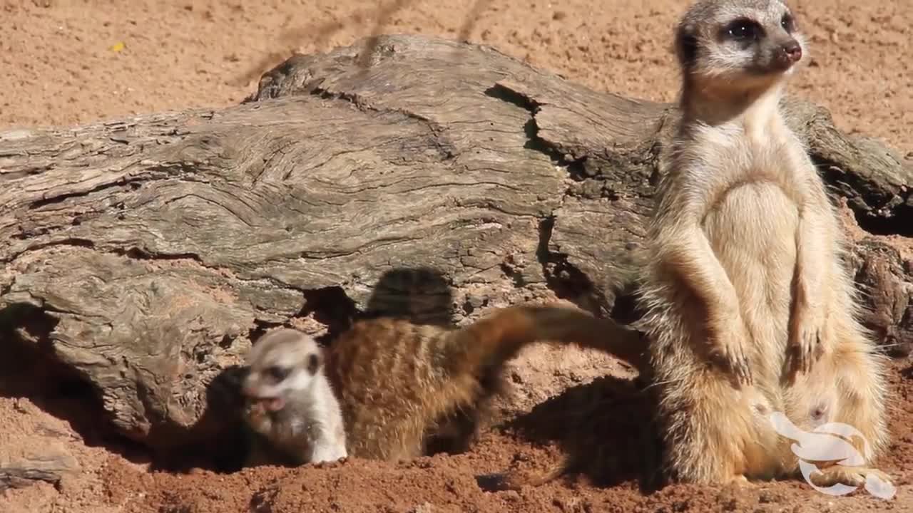 New Meerkat pups born at Taronga Zoo in Sydney