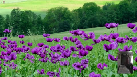 Excerpt from Crown Chakra Biofield Clearing with 174 Hz and 528 Hz tuning forks