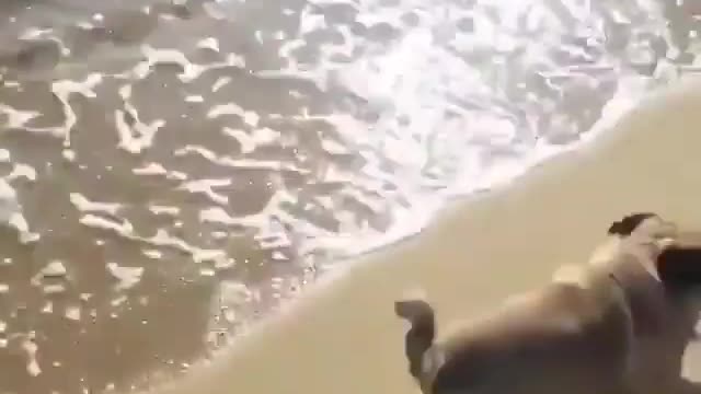 the dog was scared of the sea