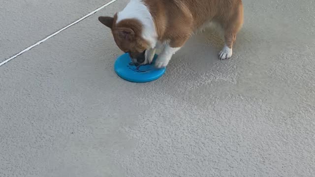 Hardy the Corgi Trying to Pick up Frisbee Falls into Pool