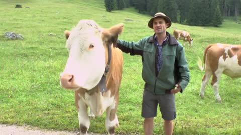 Auf der Alm in den Bayerischen Bergen