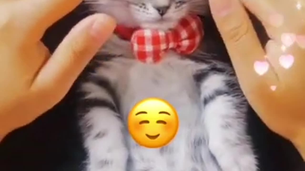 #cats #funnyvideo #100#catslife Lovely cutest animals | Cute Animals