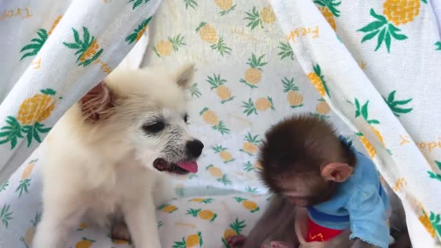 Baby monkey Bon Bon eat Lego block jelly and goes camping with his puppy in the garden