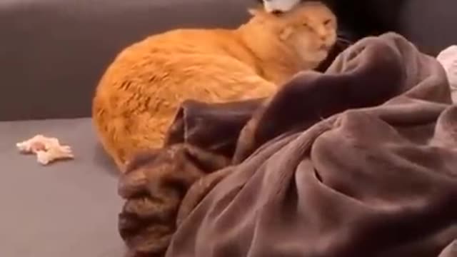 Animals funny moments #part5 #cuteentities #cuteanimals #popularvideo #trending