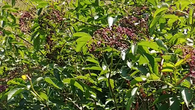 Elderberry harvest