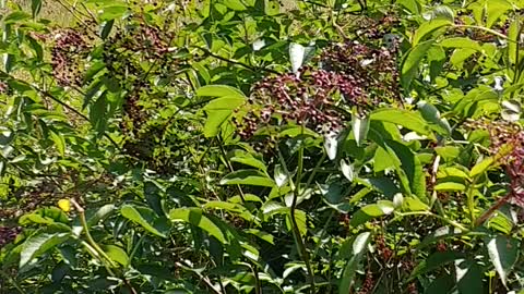 Elderberry harvest