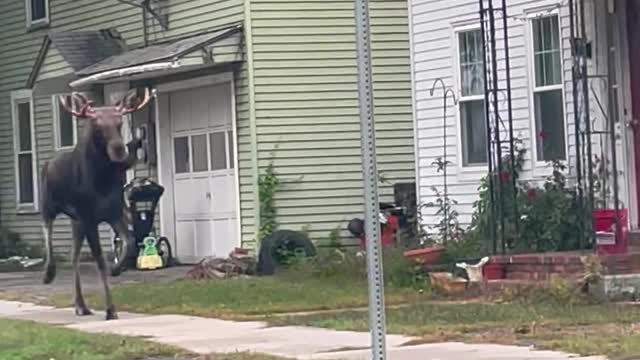 Moose On The Run From The Law