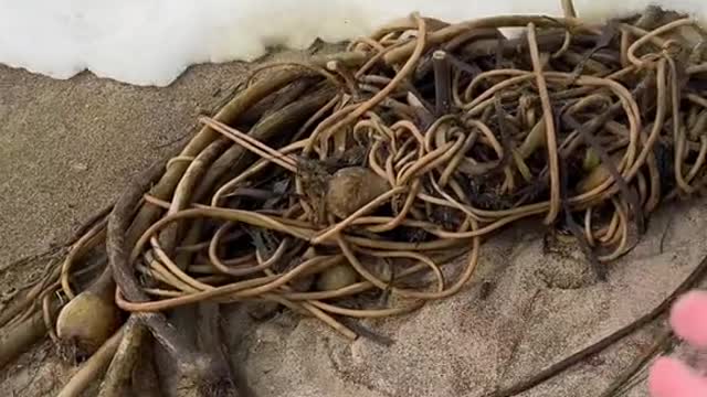 How to Make Sea Spaghetti