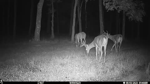 Bucks in food plot