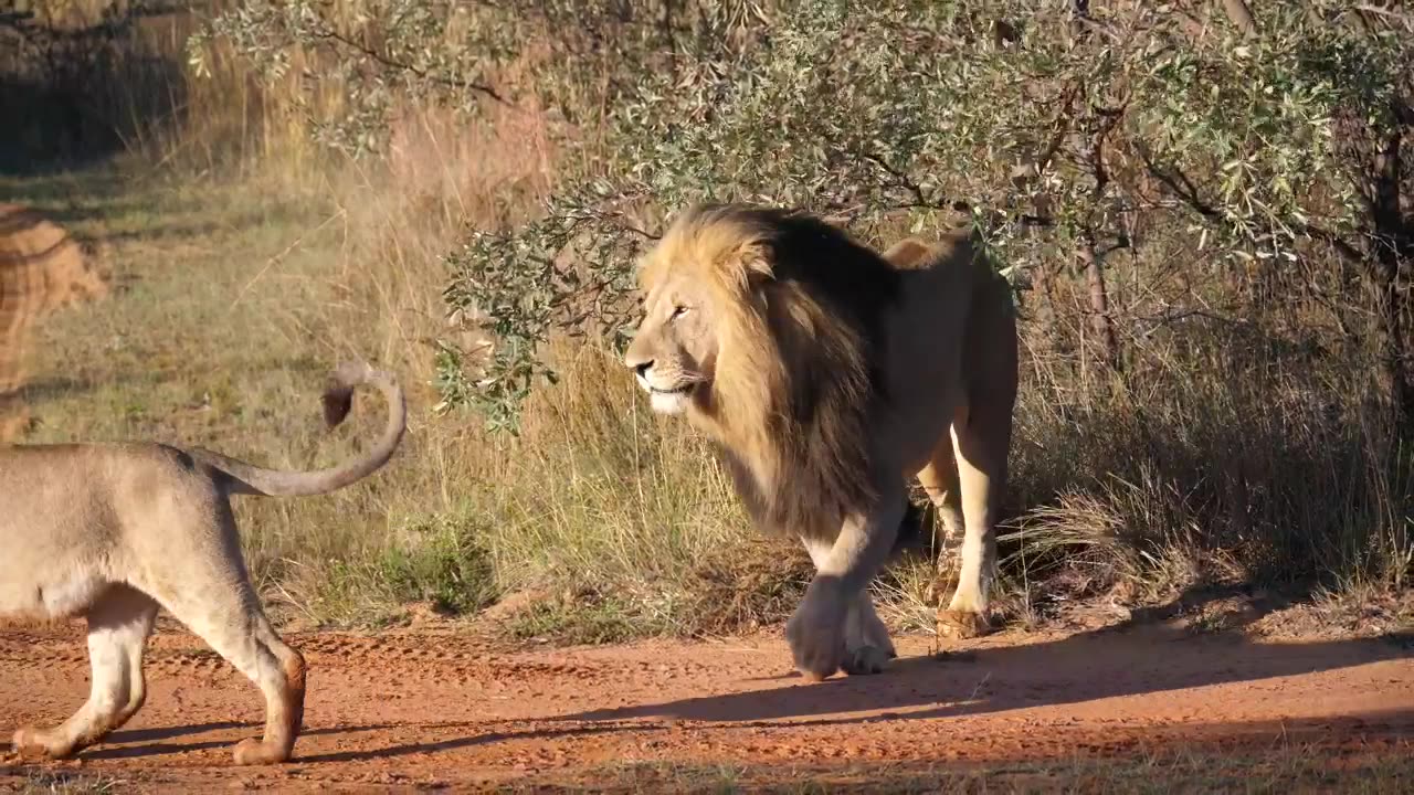 Lions portrait