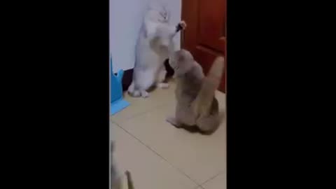 Cute and funny cat videos