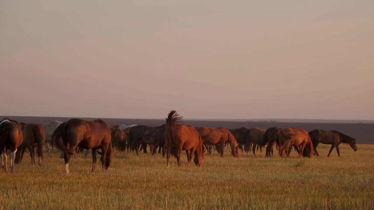 Scenic rural landscape with grazing horses