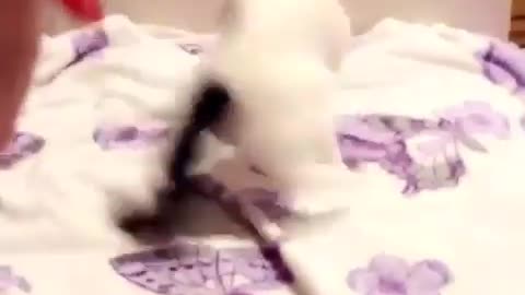 Playing kitten