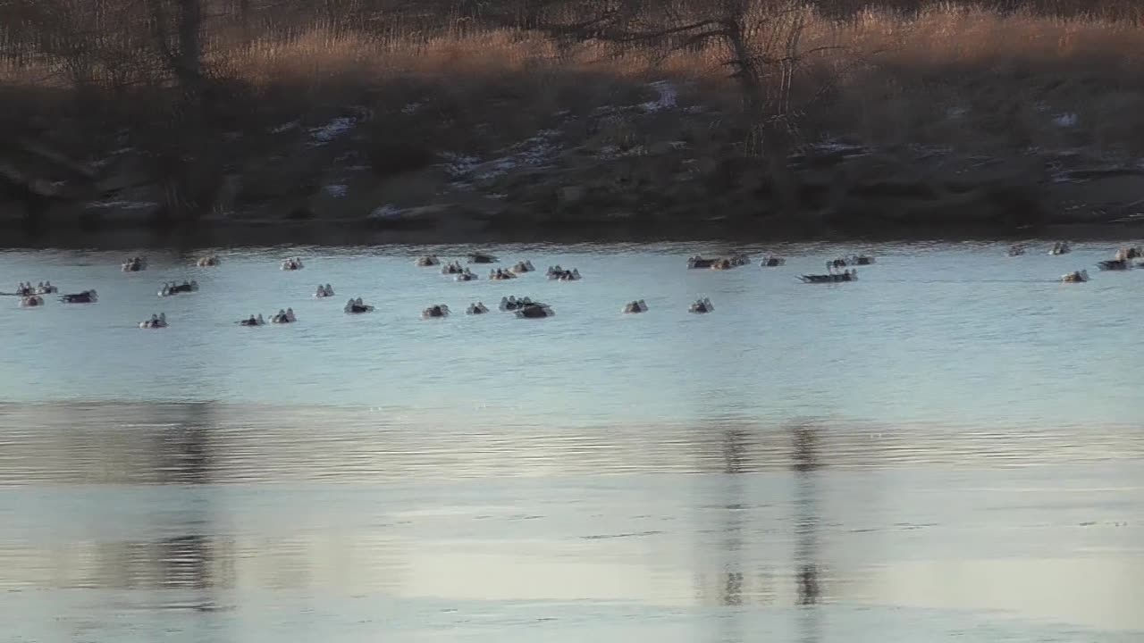 435 Fowl Invasion
