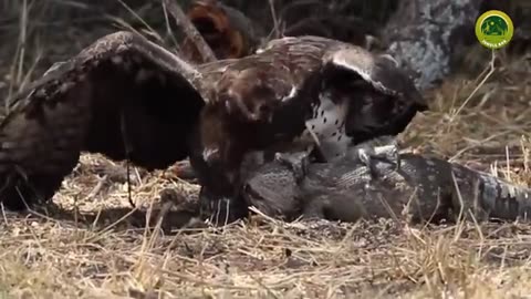 The kisg of sky .see this video eagle hunt