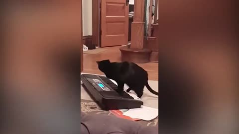 Cat Plays Some Serious Notes