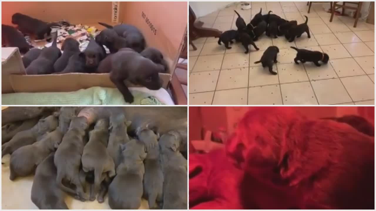 12 labrador