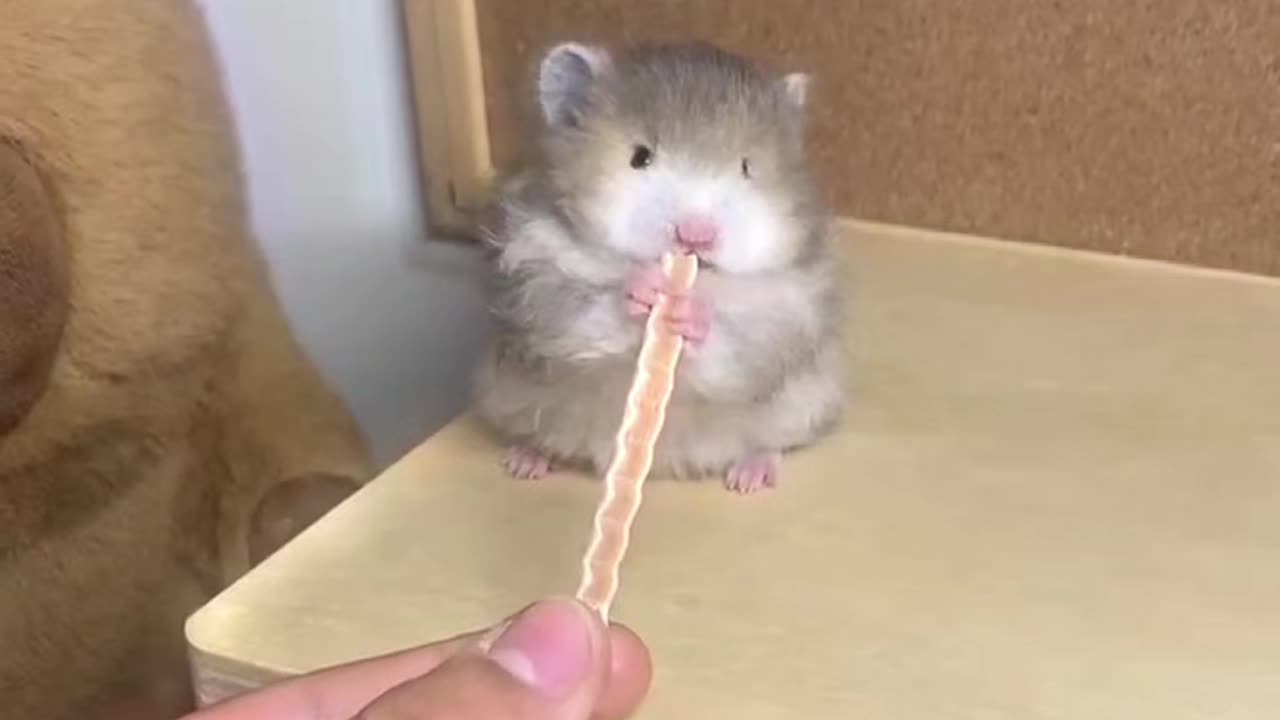 So tiny and really so cute!