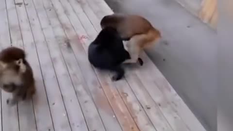 cute dogs and monkey fight