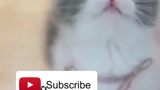 😍💓😍💓😍💓😍💓😍💓😍💓😍💓😍💓😍💓 #cats #shorts