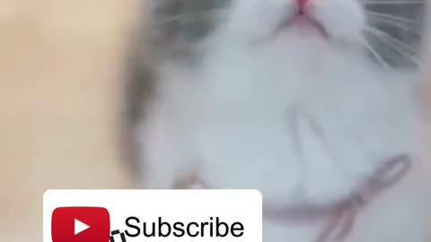 😍💓😍💓😍💓😍💓😍💓😍💓😍💓😍💓😍💓 #cats #shorts