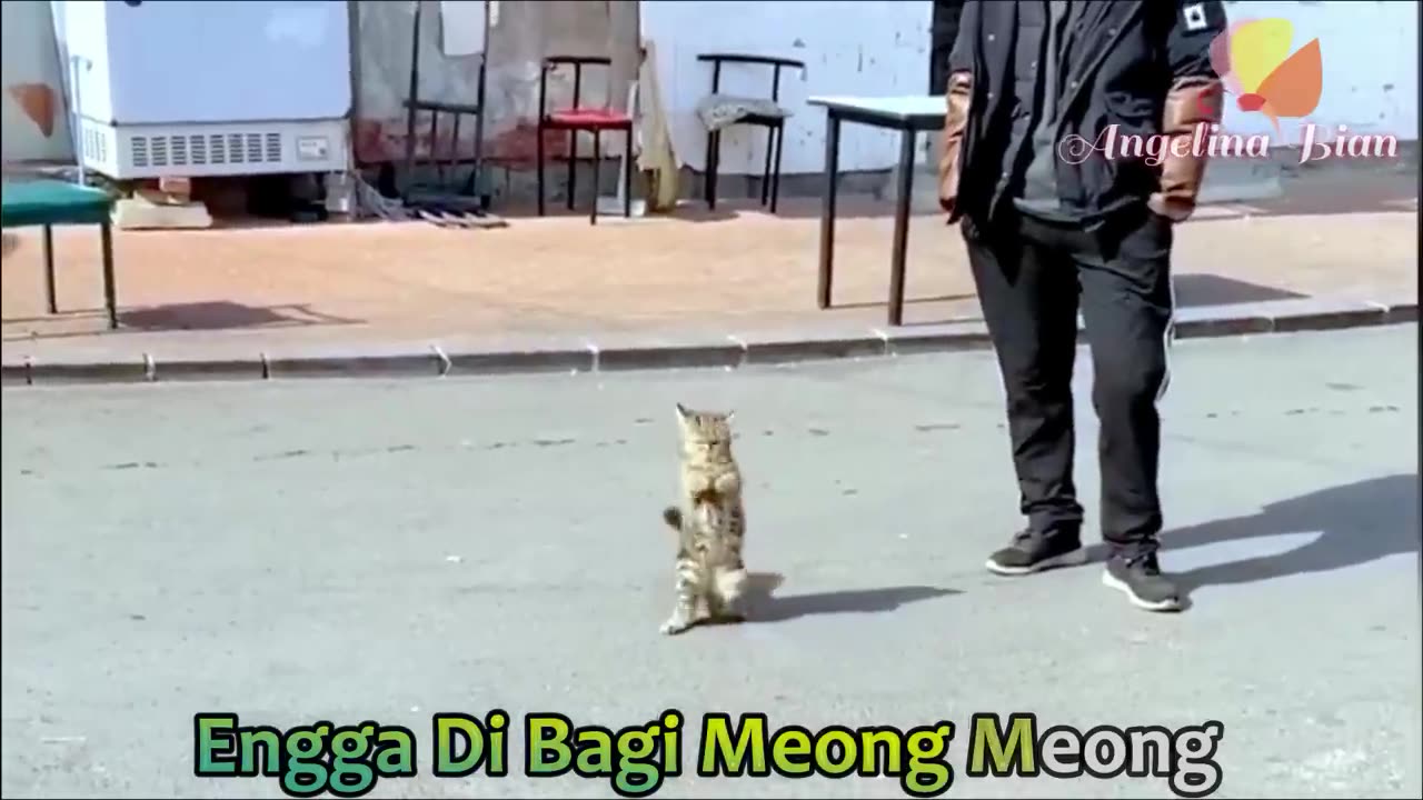 Lagu kucing meong meong | lagu anak - anak | komplikasi kucing lucu