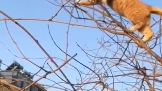 Amazing hunter cat