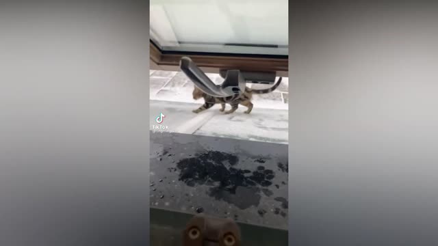 WHEE MEME TIKTOK COMPILATION | Whee memes but with cats