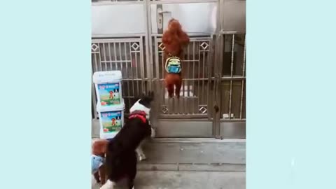 You will laugh at all the DOGS 🤣 Funny DOG