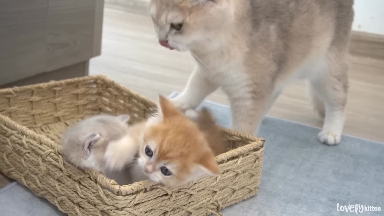 The way the mom cat show the love to her tiny daughter is very special and forceful