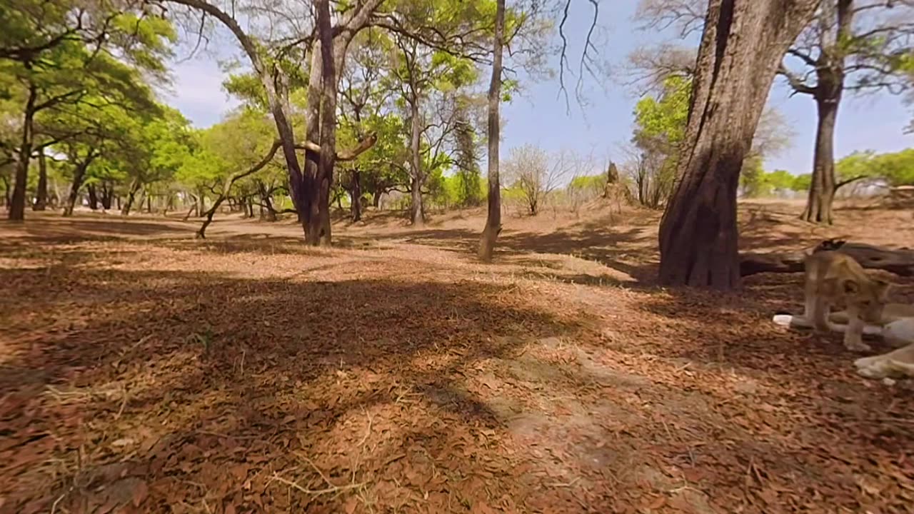 Lion's 360° views