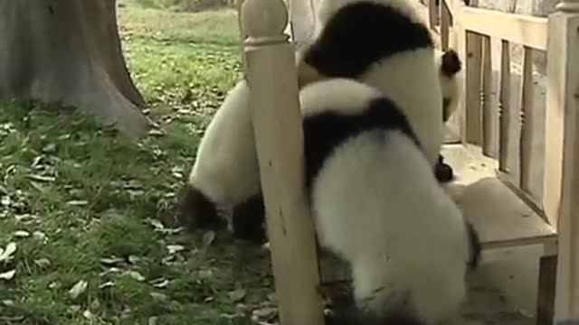 Cute Panda Family💙