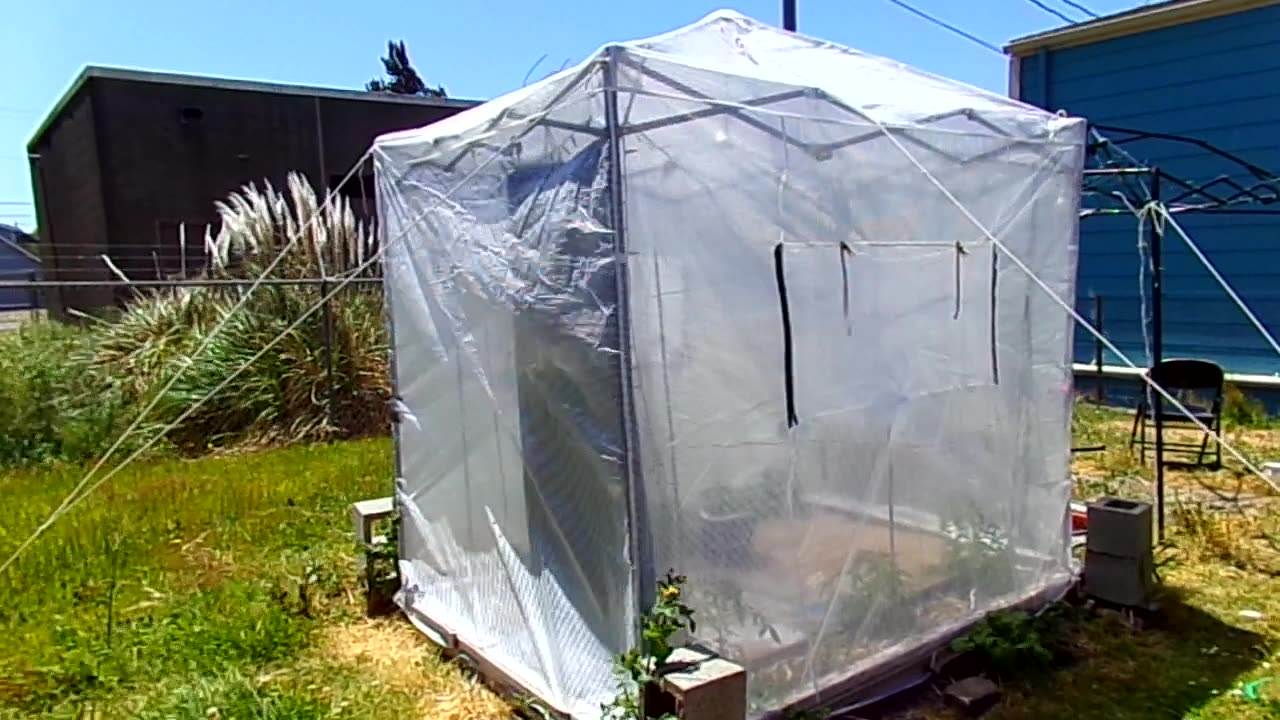 My poor greenhouse 6/4/23: