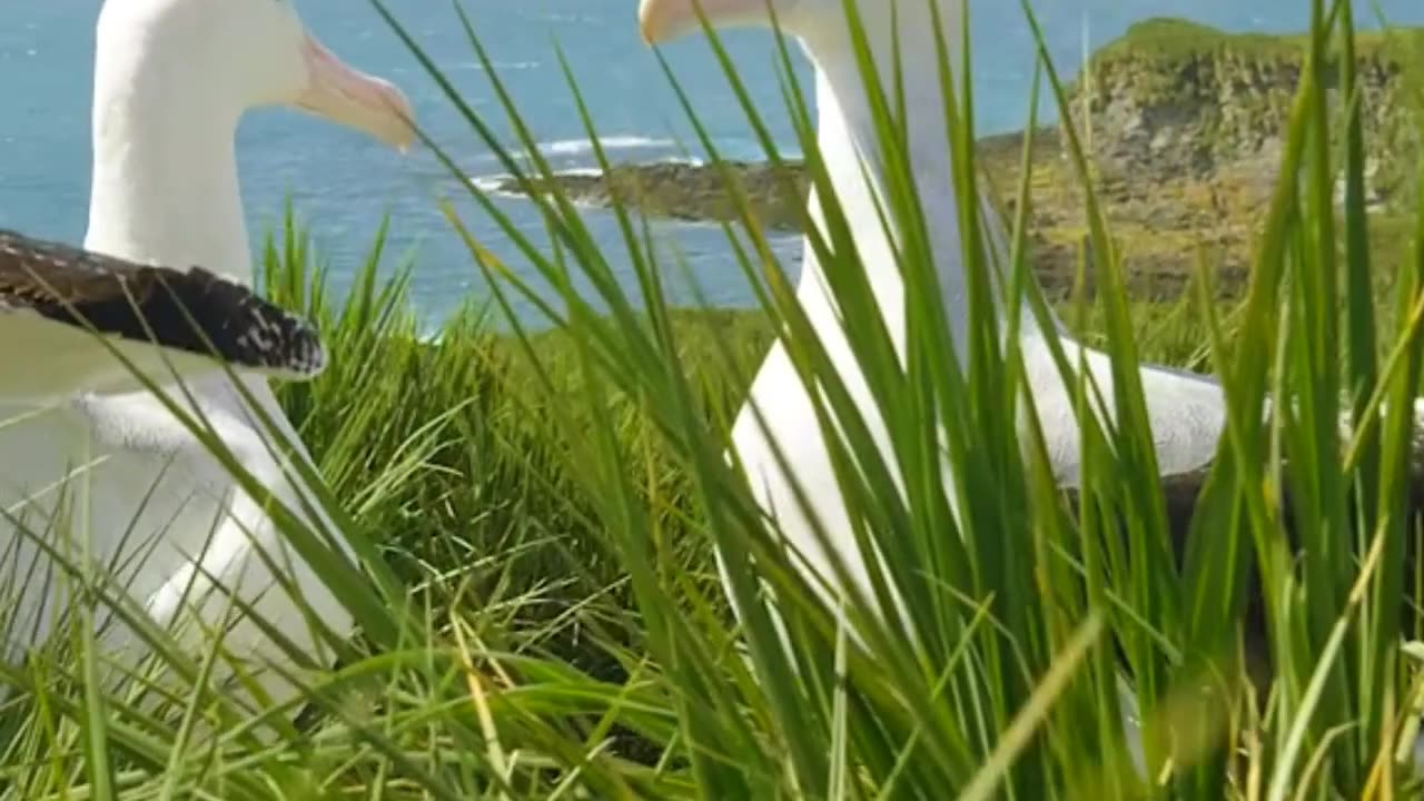 Island Lovebirds: Waiting for Their Mate