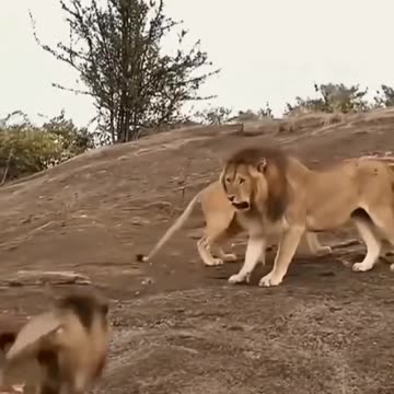 😍#Lions#Big Cats😽😽 Describing 😔😔reality of sad life😔😔|subscribe|like👍👍
