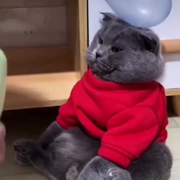 funny cat video