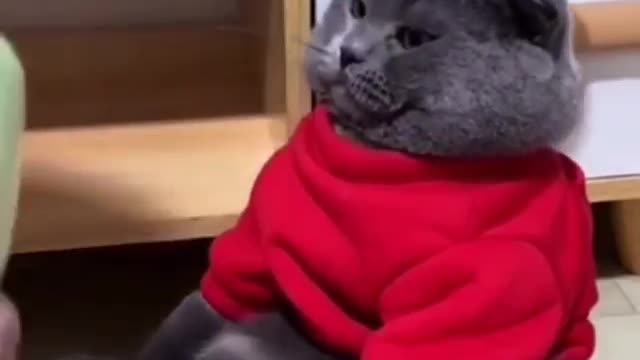 funny cat video