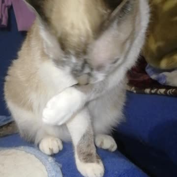 Our cat Manya diligently washes for 30 minutes)))