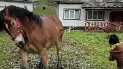 Frightened by the horses