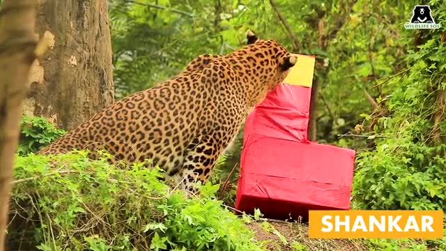 Caregivers at Leopard Rescue Center as enrichment for playing with leopards