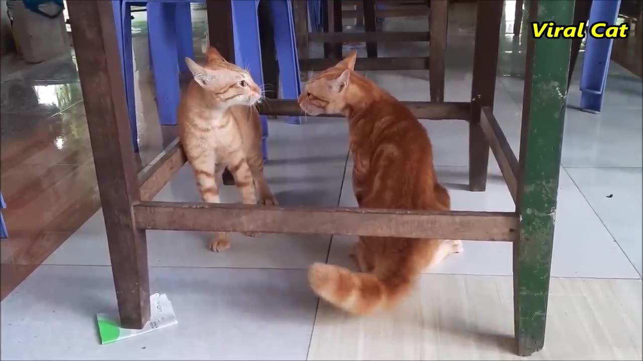 Cats Fighting and Meowing - These Two are Bloody Brothers | Viral Cat