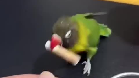 trained bird