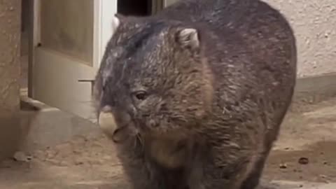 babywombat