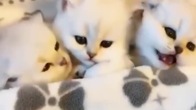 Funny Cat viral video