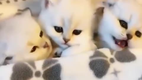 Funny Cat viral video