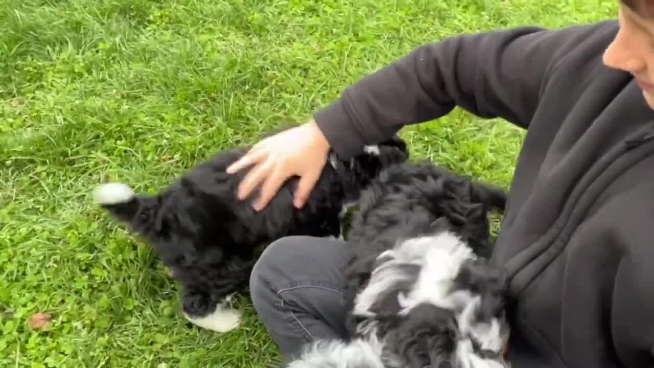 Bernedoodle puppies